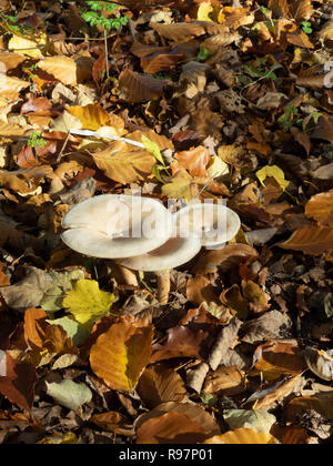 Un groupe de trois champignons qui poussent à travers l'entonnoir commun feuilles mortes Banque D'Images