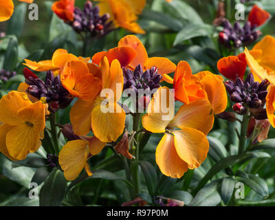 Un gros plan d'une de l'Erysimum Rysi flowerhead cuivre. montrant des fleurs ouvertes et les bourgeons Banque D'Images