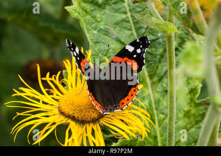 Un amiral rouge alimentation papillon sur une fleur jaune Inula Banque D'Images