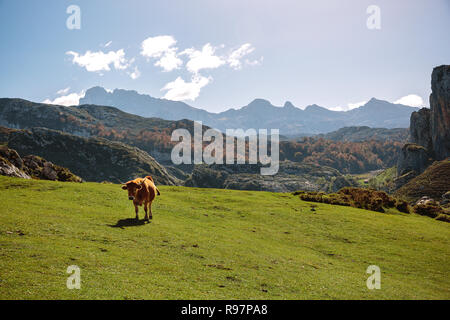 Vache sur l'herbe dans les montagnes Banque D'Images