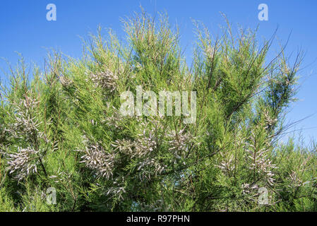 Tamaris (Tamarix africana de l'Afrique), herbacées et arbustives twiggy espèces introduites envahissantes croissant le long de la côte, France Banque D'Images