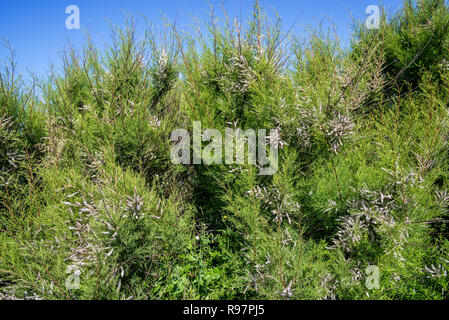 Tamaris (Tamarix africana de l'Afrique), herbacées et arbustives twiggy espèces introduites envahissantes croissant le long de la côte, France Banque D'Images