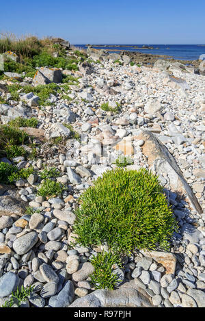 Rock samphire / fenouil de mer (Crithmum maritimum) croissant sur les plage de galets / plage de galets en été Banque D'Images