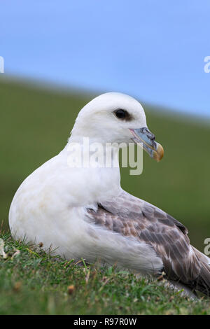 Le fulmar boréal / Arctic Fulmar (Fulmarus glacialis) reposant sur la falaise à Seabird colony à Hermaness, Unst, Shetland, Scotland, UK Banque D'Images