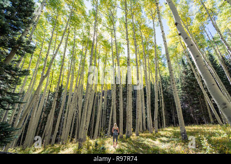 Femme dans la nature jusqu'à la, entouré de grands arbres Banque D'Images
