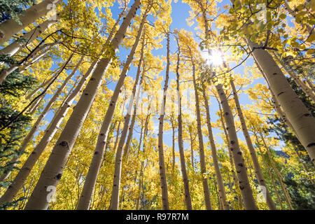 Feuillage d'automne dans la région de Aspen Tree Grove, couleurs de l'automne Saison Banque D'Images