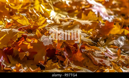 Tas de feuilles d'érable sur le sol éclairée par la lumière du soleil Banque D'Images