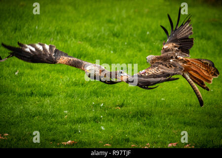 La chasse et d'alimentation:Falaise crédit Image Norton NPA Alamy Banque D'Images