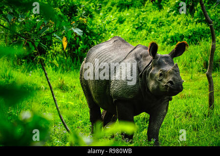 Close-up d'un jeune mâle Rhino capturés dans le parc national de Chitwan, au Népal. Banque D'Images