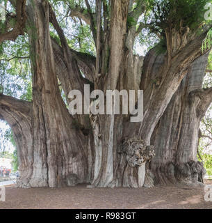 Photo de l'isolé de l'arbre de Tule, à Oaxaca, Mexique Banque D'Images