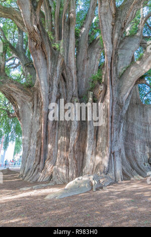 Photo de l'isolé de l'arbre de Tule, à Oaxaca, Mexique Banque D'Images