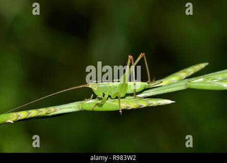 Une prairie juvénile Katydid perché sur une tige d'herbe sauvage. Ces Katydid's sont très communs dans l'Est des États-Unis, du Maine à l'Est du Texas. Banque D'Images