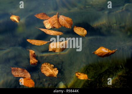 Close-up de feuilles flottant sur l'eau en mouvement d'un lac, Auvergne, France Banque D'Images