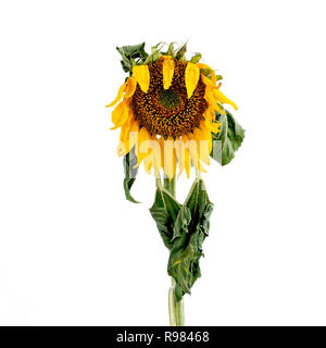 Tournesol avec tête penchée décolorées, Studio Shot Banque D'Images