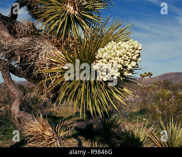 Joshua Tree en fleurs près de Cima de la Californie au désert de Mojave Preserve. National Banque D'Images