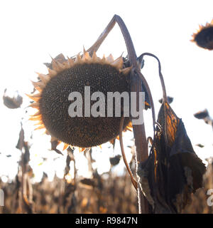 Silhouette de taris champ de tournesol, Auvergne, France, Europe Banque D'Images