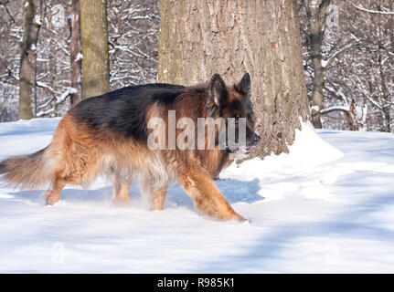 Chien, berger allemand, le loup en promenade dans la forêt d'hiver sur une belle journée ensoleillée. La neige blanche recouvre le sol et les arbres. Banque D'Images