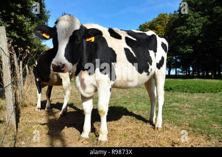 Une vache laitière, génisse race de vache dans un champ Banque D'Images