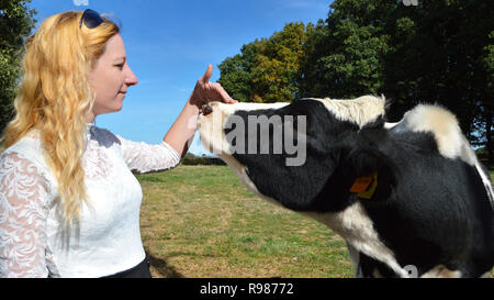 Une vache génisse, vache laitière race avec une femme blonde. Le bien-être des animaux avec une agricultrice. Banque D'Images