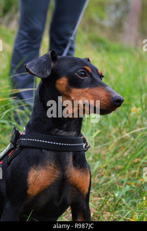 Un petit chien, race pinsher miniature. Banque D'Images