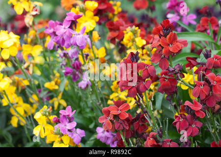 L'Erysimum fleurs aux couleurs vives. Banque D'Images