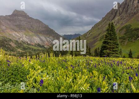 Yankee Boy sur la montagne en fleurs fleurs, à l'extérieur de Ouray Colorado Banque D'Images