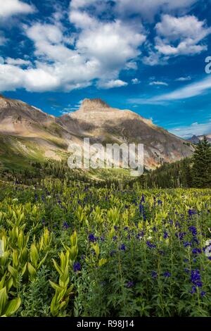 Yankee Boy sur la montagne en fleurs fleurs, à l'extérieur de Ouray Colorado Banque D'Images