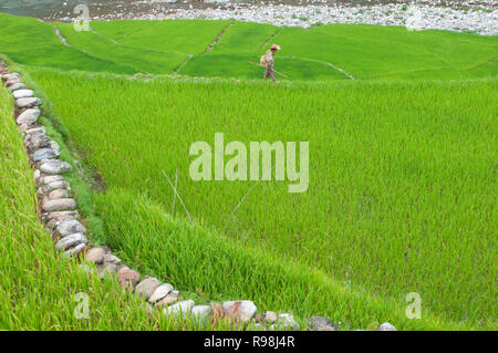 Farmer walking à Bontoc Rice Terraces, région de montagne, Luzon, Philippines, Asie, Asie du Sud Banque D'Images