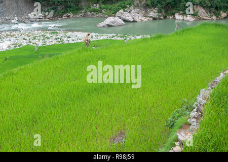 Farmer walking à Bontoc Rice Terraces, région de montagne, Luzon, Philippines, Asie, Asie du Sud Banque D'Images