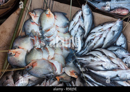 Close up of 'brésilien' SSPI (poissons Metynnis, Mylossoma, Mylesinus) et d'autres en vente au marché de rue à Manaus, Amazonas, Brésil. Banque D'Images