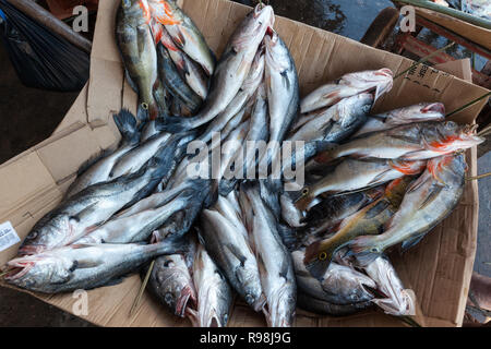 Close up of 'brésilien' Tucunare (Cichla ocellaris poisson) et d'autres en vente au marché de rue à Manaus, Amazonas, Brésil. Banque D'Images