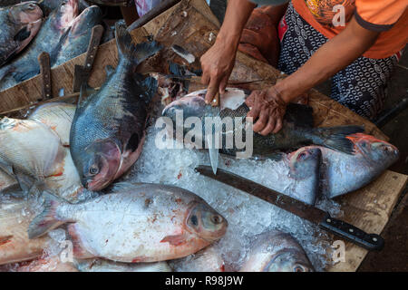 Close up of a man peeling 'brésilien' Tambaqui poisson (Colossoma macropomum) à vendre au marché de rue à Manaus, Amazonas, Brésil. Banque D'Images