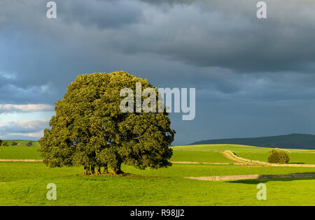 Rural pittoresque vue de sunlit bosquet d'arbres debout dans les champs de ciel gris sombre dramatique avant tempête - près de Malham, Yorkshire, Angleterre, Royaume-Uni. Banque D'Images