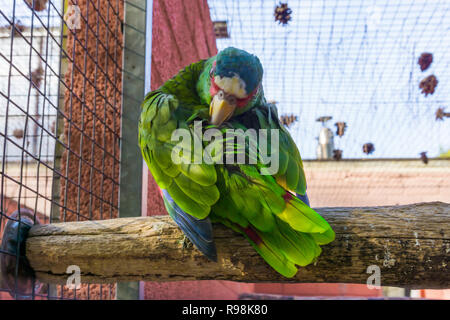 Amazon rieuses nettoyage parrot ses plumes, un perroquet vert tropical d'Amérique et Mexique Banque D'Images