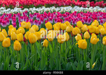 Les couleurs de l'image de tulipes sur le plus grand jardin de fleurs lampe jardins de Keukenhof en avril 2018, Lisse,Hollande,les Pays-Bas Banque D'Images