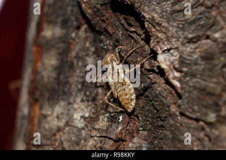 Dragonfly cocoon sur le tronc d'un arbre Banque D'Images