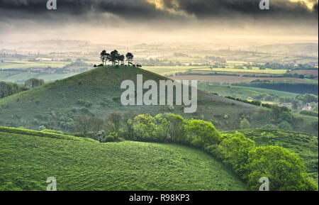 Colmers Hill à l'aube, Dorset, Angleterre Banque D'Images