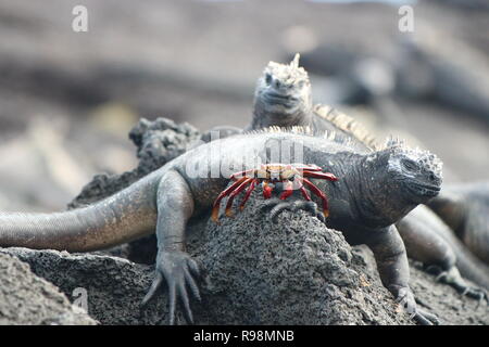 Close-up d'une paire d'iguanes marins assis sur une roche volcanique noire avec une Sally Lightfoot crabe dans l'avant-plan dans les Galapagos Banque D'Images