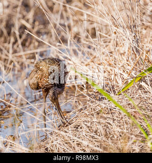 Un seul adulte alimentation Limpkin au bord de l'eau dans les roseaux, Everglades, Floride, États-Unis d'Amérique Banque D'Images