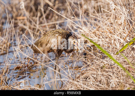 Un seul adulte alimentation Limpkin au bord de l'eau dans les roseaux, Everglades, Floride, États-Unis d'Amérique Banque D'Images