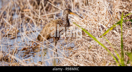 Un seul adulte alimentation Limpkin au bord de l'eau dans les roseaux, Everglades, Floride, États-Unis d'Amérique Banque D'Images