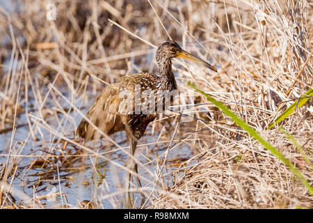 Un seul adulte alimentation Limpkin au bord de l'eau dans les roseaux, Everglades, Floride, États-Unis d'Amérique Banque D'Images