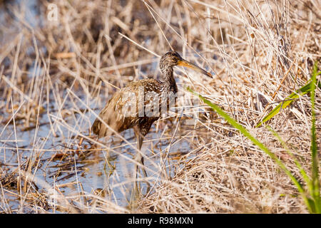 Un seul adulte alimentation Limpkin au bord de l'eau dans les roseaux, Everglades, Floride, États-Unis d'Amérique Banque D'Images