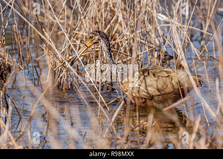 Un seul adulte alimentation Limpkin au bord de l'eau dans les roseaux, Everglades, Floride, États-Unis d'Amérique Banque D'Images