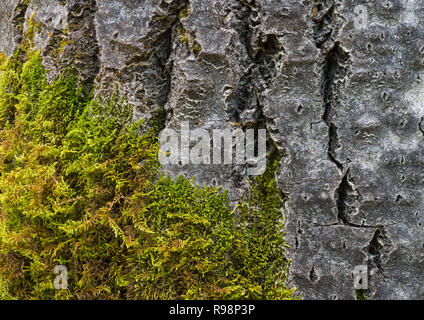 Arbre dans désert avec mousse verte, image abstraite, montagnes Rocheuses, Alberta, Canada Banque D'Images