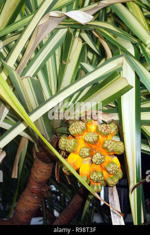 Fruit de l'orange spectaculaire vis variegated pin (Pandanus baptistii), Cairns, Queensland, Australie Banque D'Images