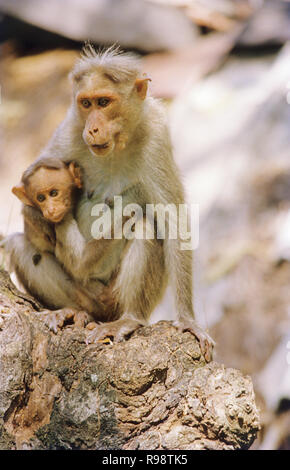 Singe macaque rhésus mère et bébé quepem pune maharashtra inde Banque D'Images