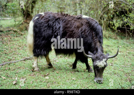 Yak domestique, Sikkim, Inde Banque D'Images