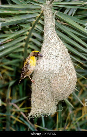 Baya weaver bird nest bâtiment Banque D'Images