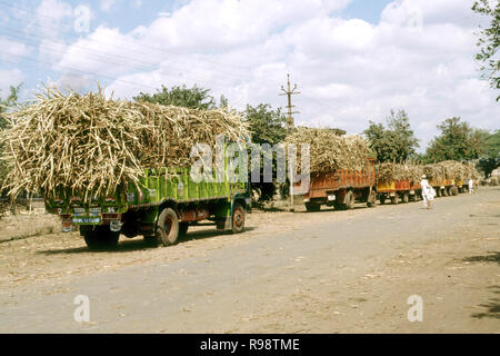 Des camions transportant de la canne à sucre Maharashtra Inde Banque D'Images